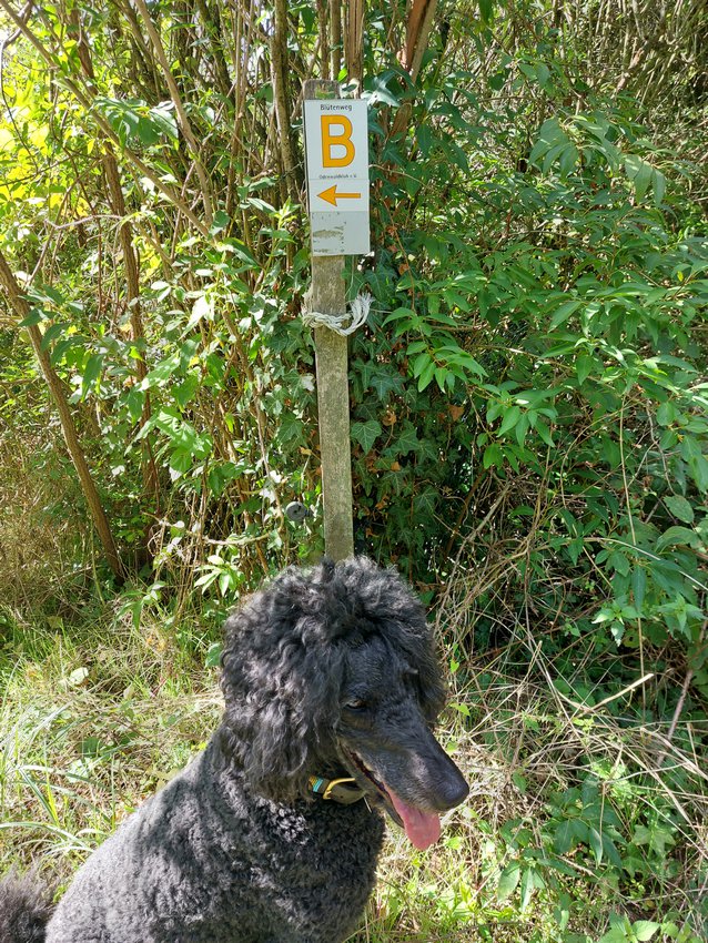 Ein Hundeleben on Tour, Urlaub, Tagesausflüge - Seeheim, Hessen, Blütenweg