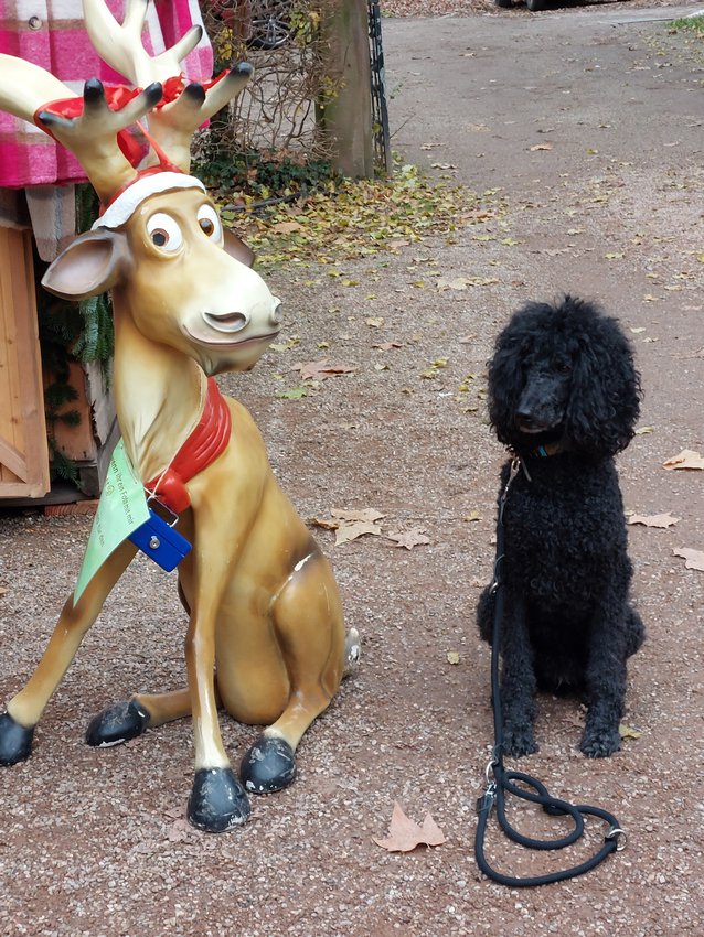 Ein Hundeleben on Tour, Urlaub, Tagesausflüge - Erbach/Hessen, Erbacher Schlossweihnacht